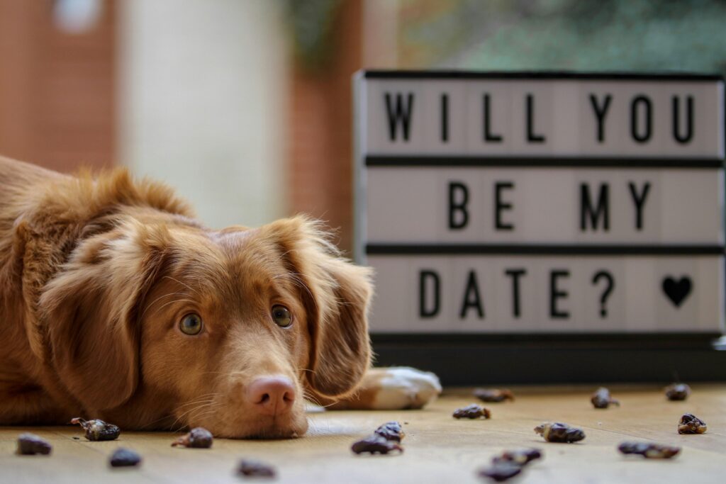 How to Sweetly Follow Up for a Second Date Invite